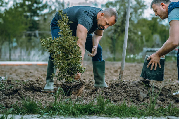 Trusted Bolinas, CA Tree Service Experts